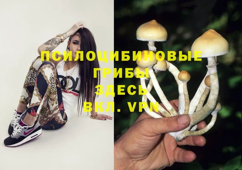 Галлюциногенные грибы Magic Shrooms  MEGA сайт  Жиздра 